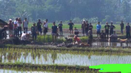 Geger, Babi Hutan Masuk Perkampungan di Cikalongkulon