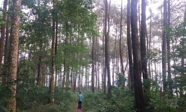 Hutan Pinus di Cugenang Ini Bakal Disulap Jadi Objek Wisata dan Camping Ground