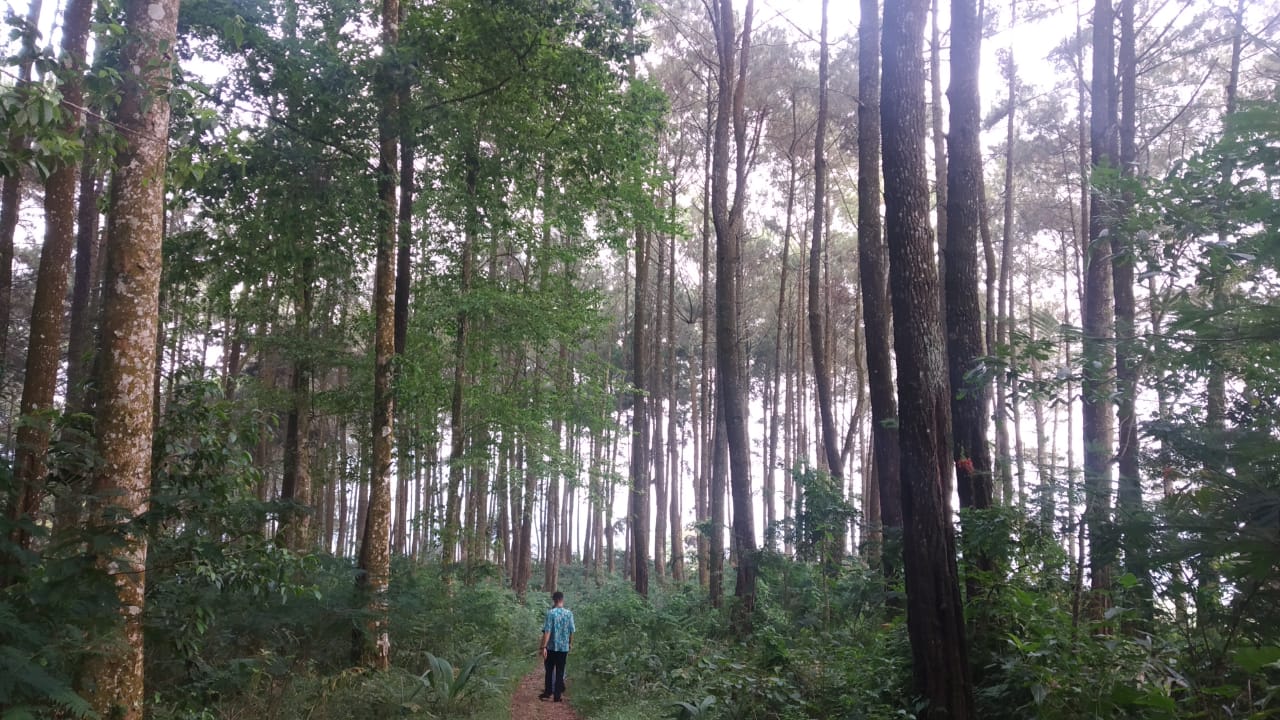 Hutan Pinus di Cugenang Ini Bakal Disulap Jadi Objek Wisata dan Camping Ground