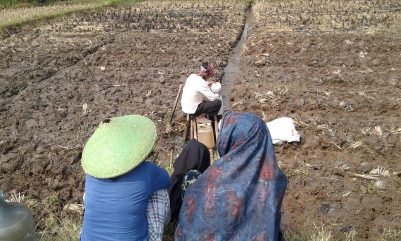 Kekeringan, Mata Air di Tengah Sawah Ini Tak Pernah Surut