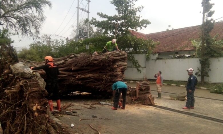 Hujan Badai, Pohon dan Pemancar Radio di Cianjur Tumbang