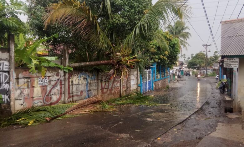 pohon kelapa tumbang di nagrak