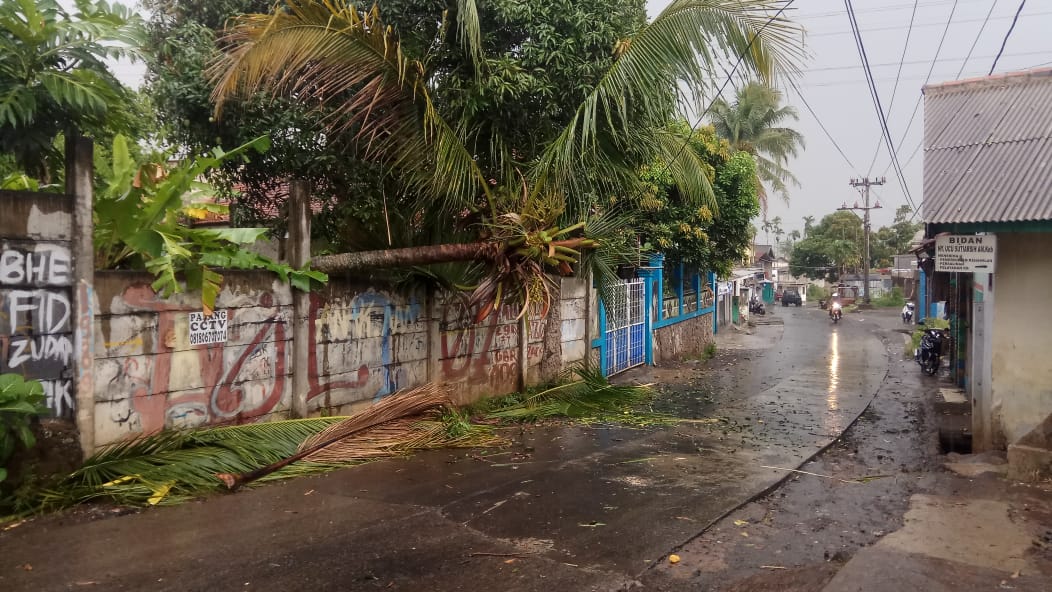 pohon kelapa tumbang di nagrak