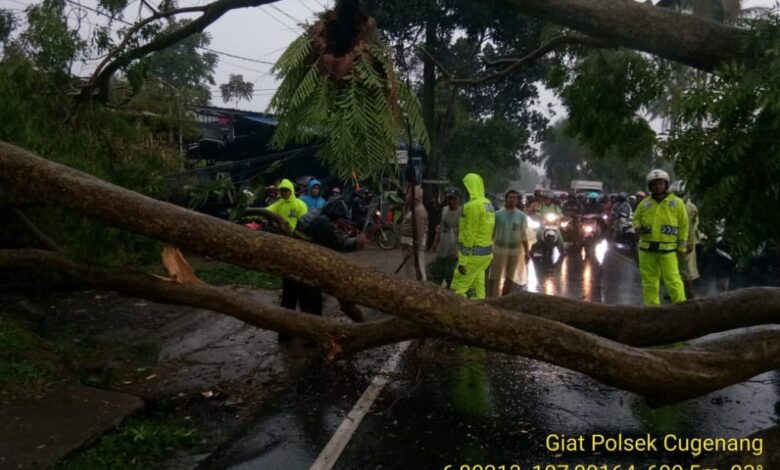 Sebuah pohon di Jalan Raya Cipanas - Cianjur, Desa Cijedil, Kecamatan Cugenang tumbang hingga menutupi badan jalan, Sabtu (30/11/2019).