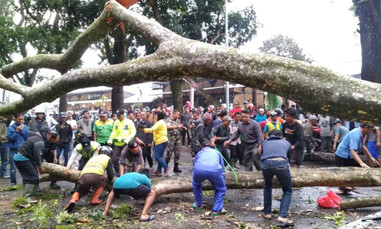 Pohon Mahoni yang Tumbang di Cugenang Masih Dievakuasi