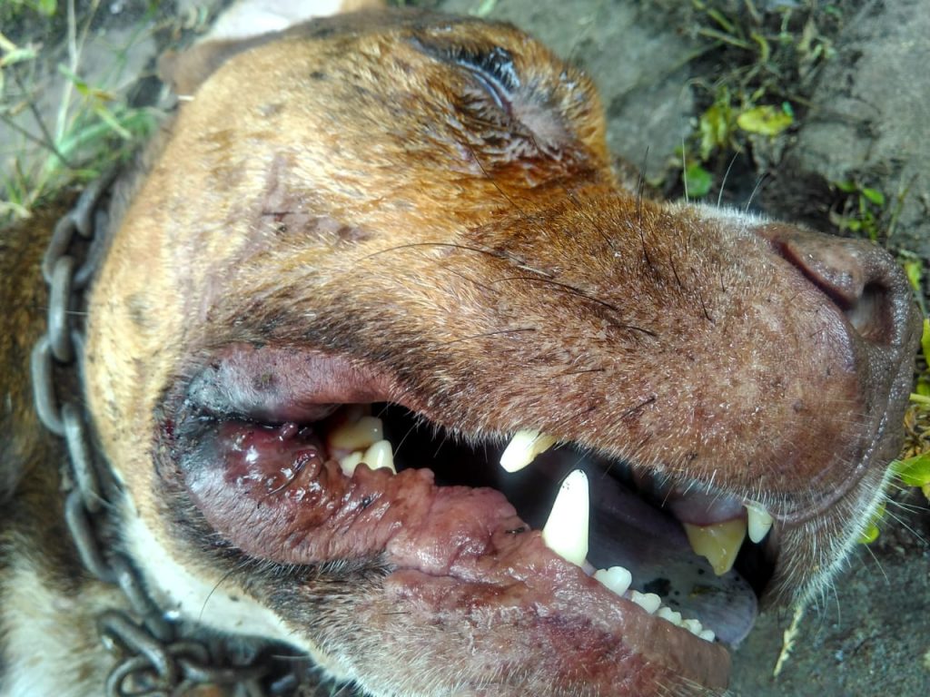 Pitbull Died After Fight Against Cobra For Keeping a Factory