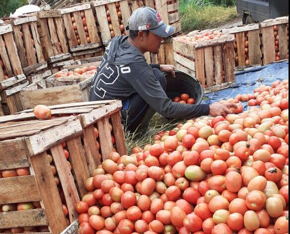 Pasokan Turun, Harga Tomat di Cipanas Naik Dua Kali Lipat