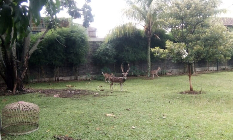 Pelihara Rusa, Plt Bupati Cianjur Potensi Tabrak Aturan Ini