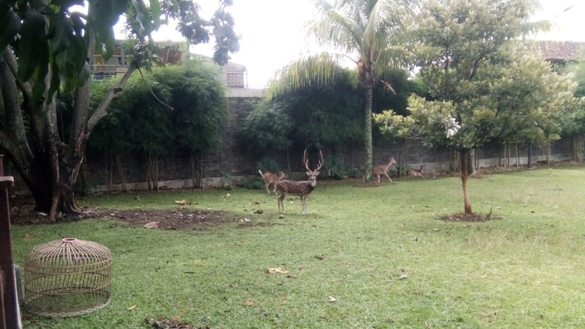 Pelihara Rusa, Plt Bupati Cianjur Potensi Tabrak Aturan Ini