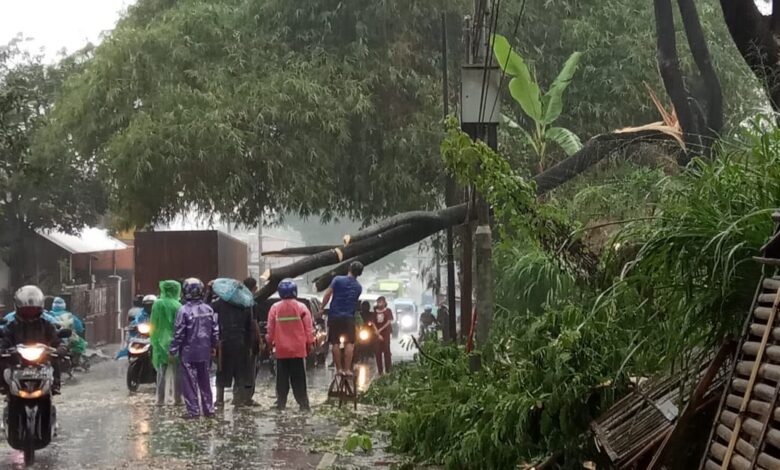 pohon tumbang di cugenang