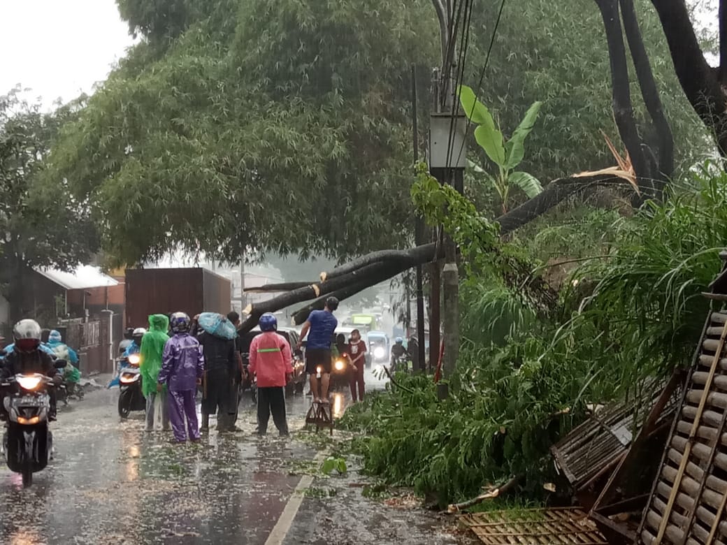 pohon tumbang di cugenang