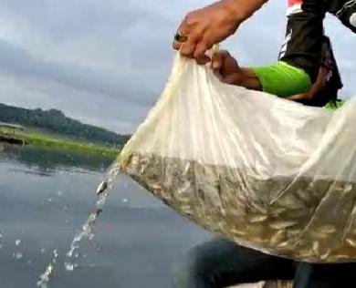 BMWC Tanam Ribuan Benih Ikan di Waduk Cirata Jangari