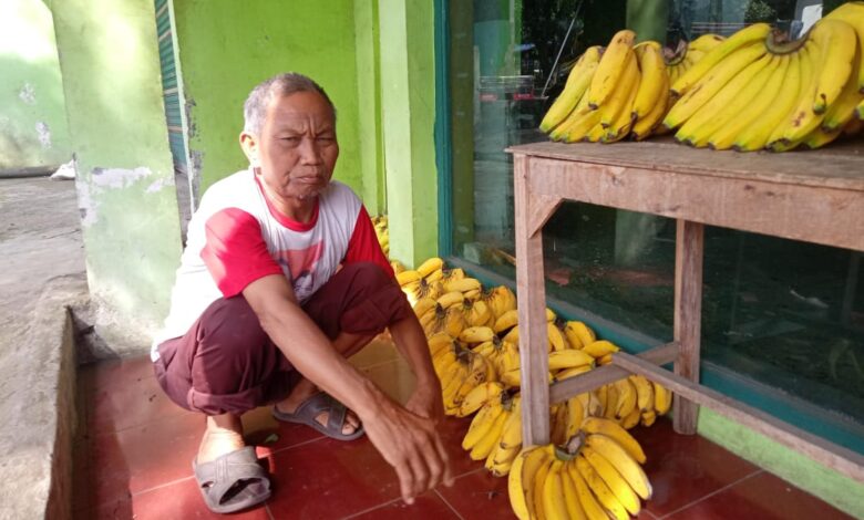 Kembang-kempis Usaha Buah Pisang di Tengah Masa Pandemi