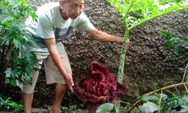 Bunga Bangkai Kembali Mekar Satu Tangkai di Pekarangan Rumah Suryanto