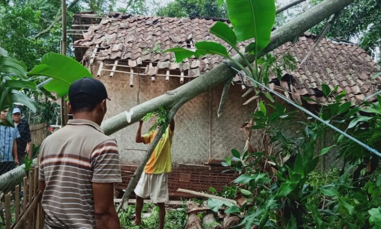 Sebuah Pohon Albasiah Tumbang Menimpa Rumah Panggung Milik Warga di Sukaluyu