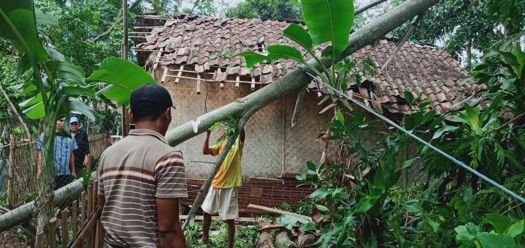 Sebuah Pohon Albasiah Tumbang Menimpa Rumah Panggung Milik Warga di Sukaluyu