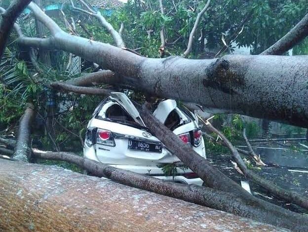 Musim Hujan, DLH Pantau Kerawanan Pohon Tumbang, Masyarakat Diminta Waspada