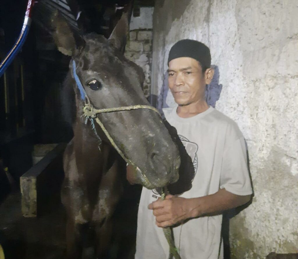 video kuda terkapar hingga terjatuh di jalan cianjur