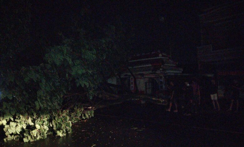 Pohon tumbang cikidang cianjur