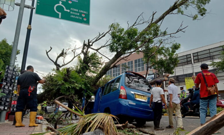 Pohon tumbang by pass cianjur