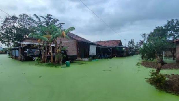 Heboh Air Banjir di Pekalongan Berwarna Hijau! Ternyata Gegara Tumbuhan Ini