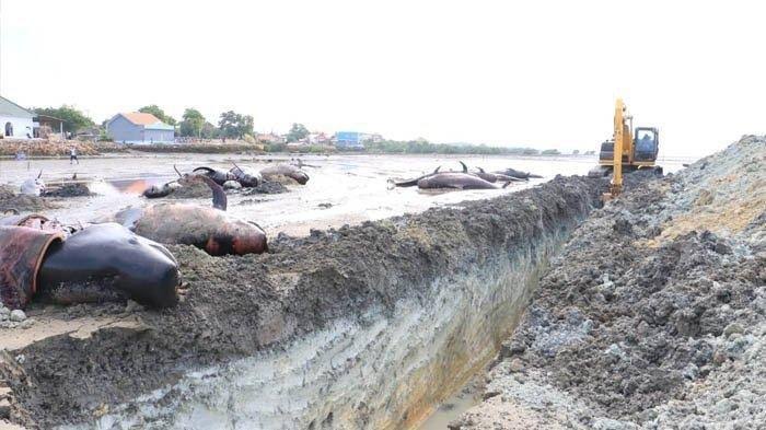 DIMAKAMKAN: 51 ekor paus pilot yang mati terdampar di Pantai Desa Patereman Madura, kini mulai dimakamkan Pemprov Jatim dengan mengerahkan dua unit eskavator. (Foto: Istimewa)