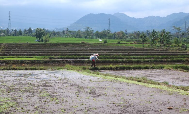 Stok Beras Cianjur Capai 3.500 Ton, Cukup Penuhi Kebutuhan Sampai Oktober 2021