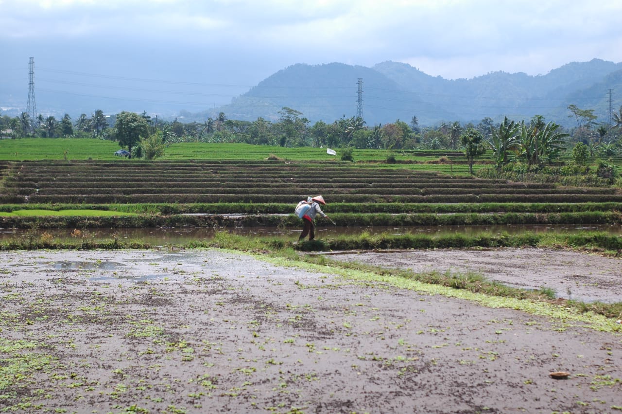 Stok Beras Cianjur Capai 3.500 Ton, Cukup Penuhi Kebutuhan Sampai Oktober 2021