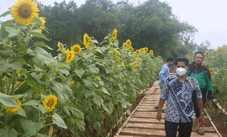 Taman Bunga Matahari milik masyarakat Kampung Bungbulang, Desa Nanggalamekar, Kecamatan Ciranjang, Kabupaten Cianjur