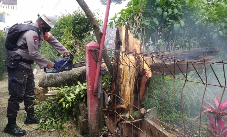 Anggota Batalyon B Pelopor Cipanas Bantu Evakuasi Pohon Tumbang di Desa Sindanglaya