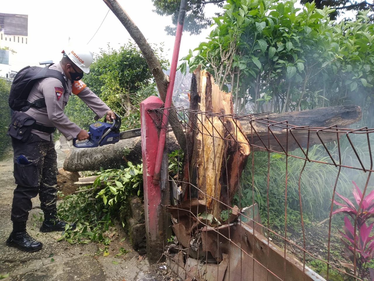 Anggota Batalyon B Pelopor Cipanas Bantu Evakuasi Pohon Tumbang di Desa Sindanglaya