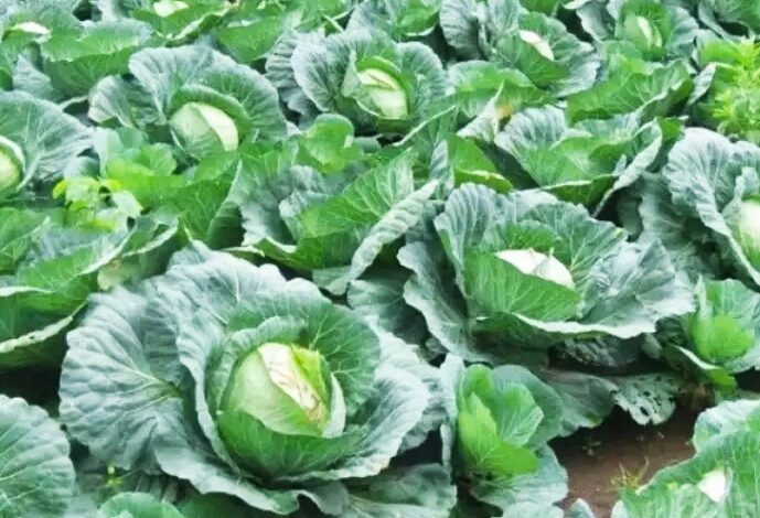 Harga Turun Drastis, Petani Sayur Kol di Kecamatan Pacet Merugi