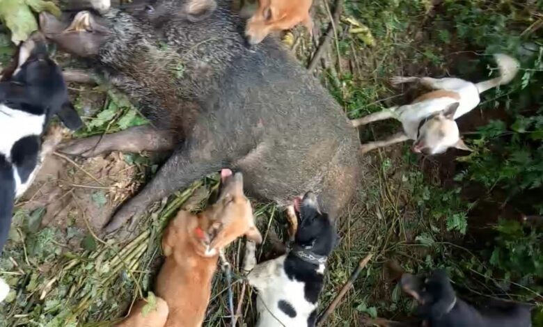 Seekor Babi Hutan Teror Warga di Campaka, Sering Berkeliaran hingga Rusak Kebun Warga