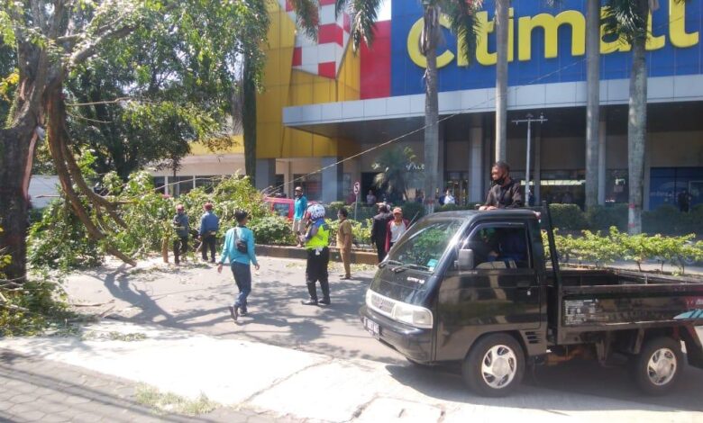 Tersangkut Kontainer, Pohon di Jalan Abdulah Bin Nuh Cianjur Tumbang