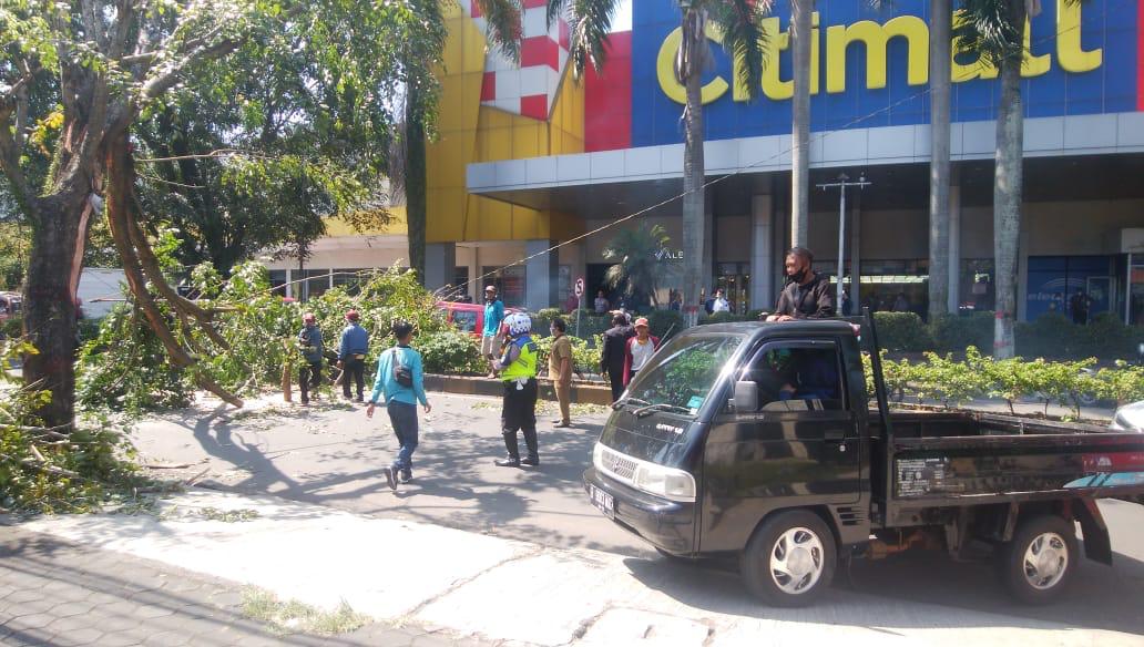 Tersangkut Kontainer, Pohon di Jalan Abdulah Bin Nuh Cianjur Tumbang