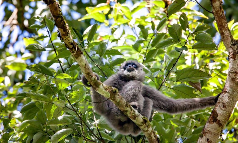 Primata Langka Owa Jawa Terlihat di Hutan Lindung Naringgul Cianjur