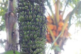 Wow! Ada Pohon Pisang Unik Tumbuh Berderet hingga Dua Meter di Sukaluyu