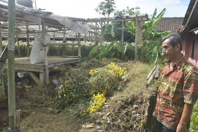 Petani Bunga di Sukaresmi Masih Terhambat Pandemi, Banyak Kebuang karena Tak Laku