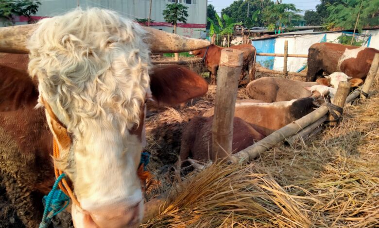 Pasar Hewan Ditutup, Omzet Pedagang Sapi Turun hingga 50 Persen