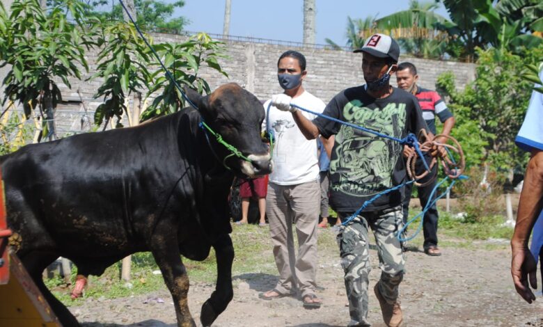 Kurban Idul Adha, Ini Dia Lokasi Rumah Potong Hewan di Cianjur