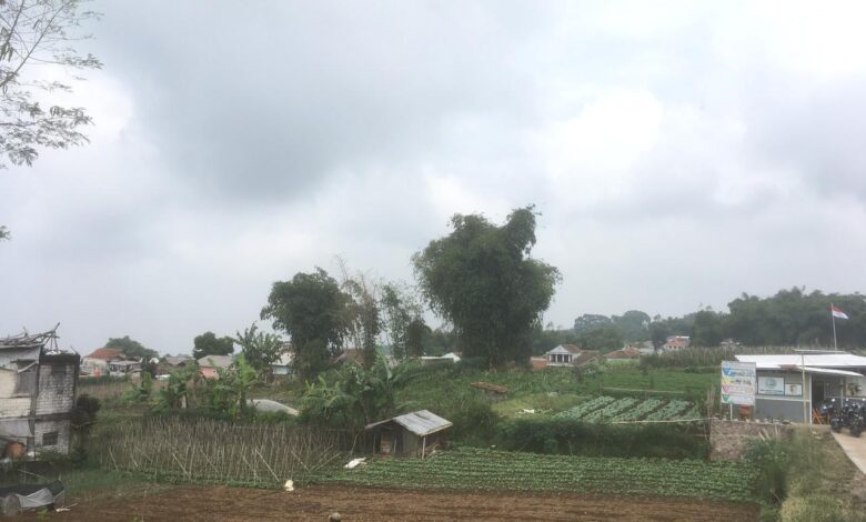 Pasokan Langka, Petani Desa Ciputri Pacet Kesulitan Dapat Pupuk Anorganik