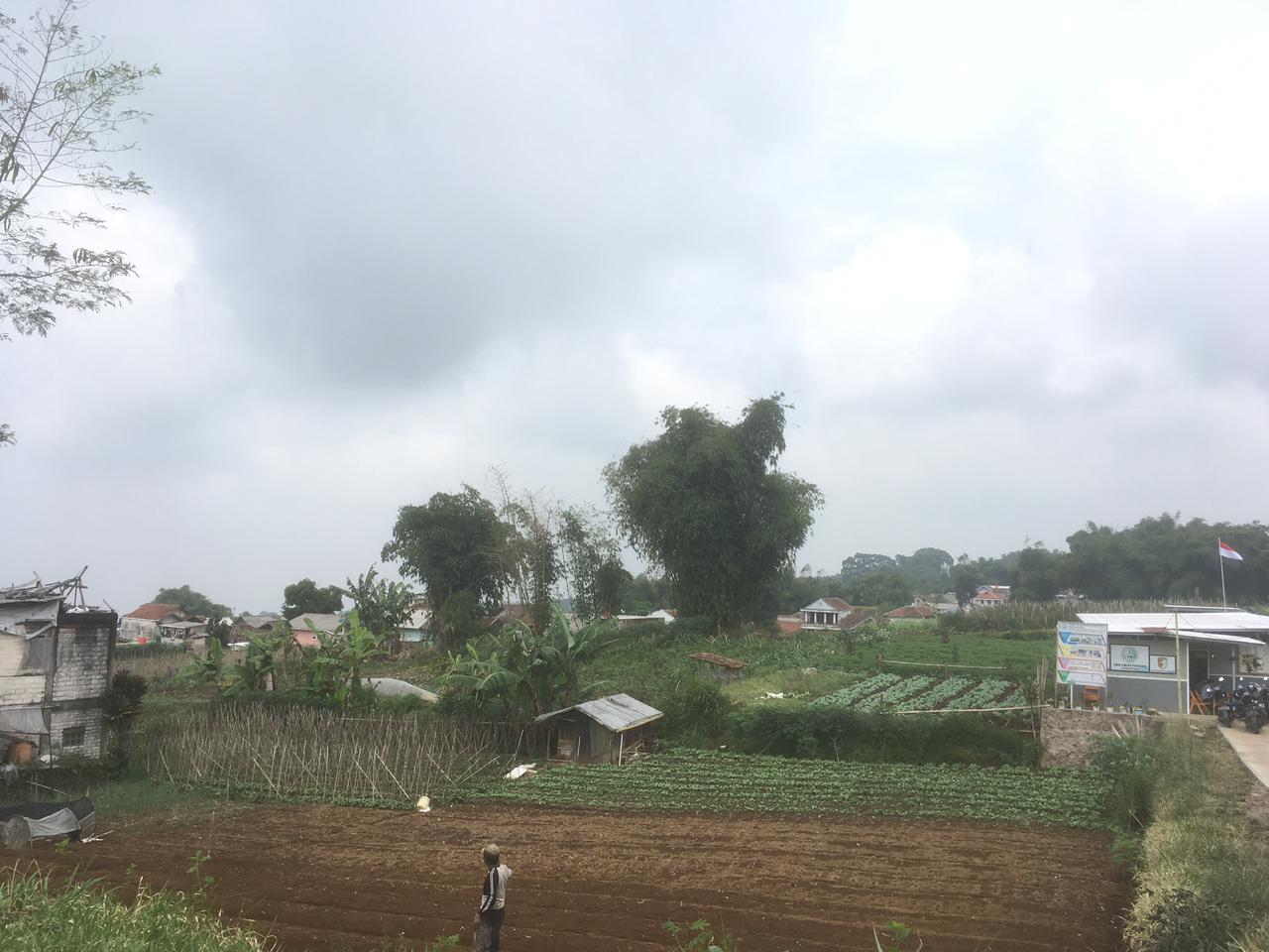 Pasokan Langka, Petani Desa Ciputri Pacet Kesulitan Dapat Pupuk Anorganik