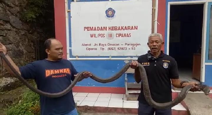 Wow! Ada Ular King Kobra Sepanjang 3,5 Meter Masuk Rumah Warga di Ciranjang