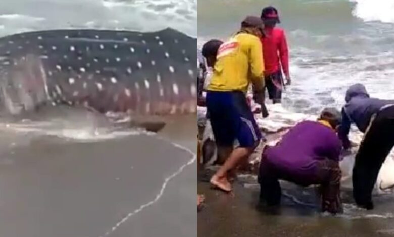 Heboh! Seekor Hiu Paus Seberat 2 Ton Terdampar di Pantai Cirarangan Sindangbarang