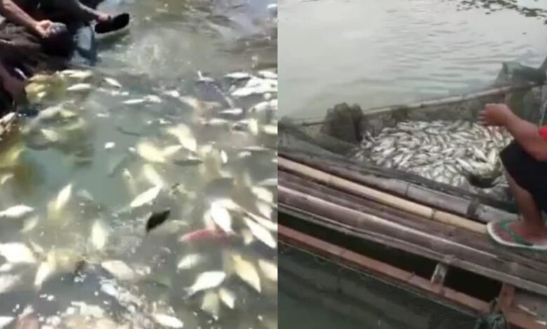 Aliran Sungai Cisokan Keruh, Ribuan Ikan Mas Mati Mendadak di Cianjur