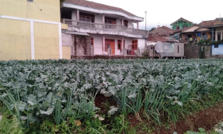 Harga Jual Sayuran Anjlok, Petani di Cianjur Tepok Jidat!