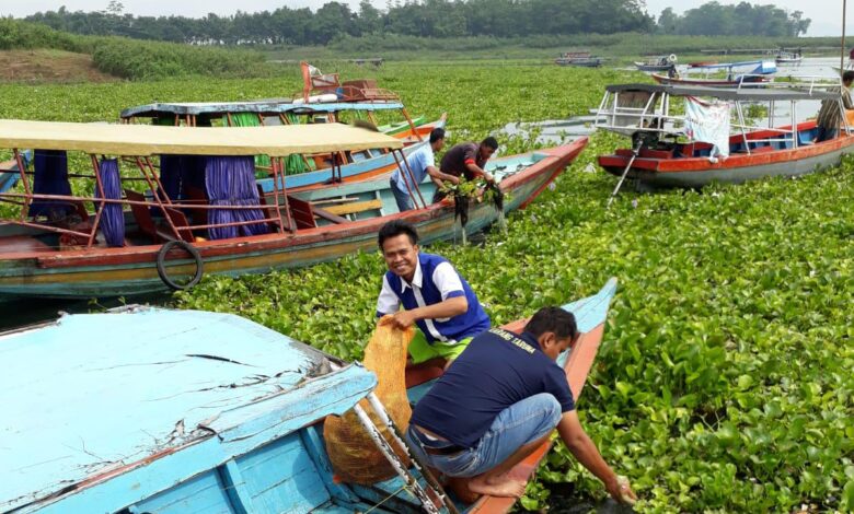 Petani KJA Waduk Cirata Keluhkan Eceng Gondok Makin Meluas, Ikan jadi Kurang Oksigen!