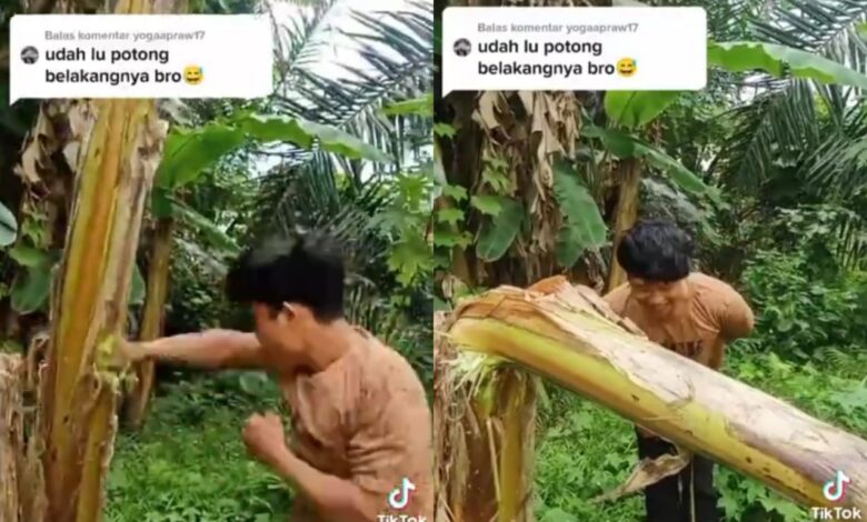 Heboh! Video 'Salam dari Binjai' Pukuli Pohon Pisang Bikin Geram Petani Pisang di Cianjur