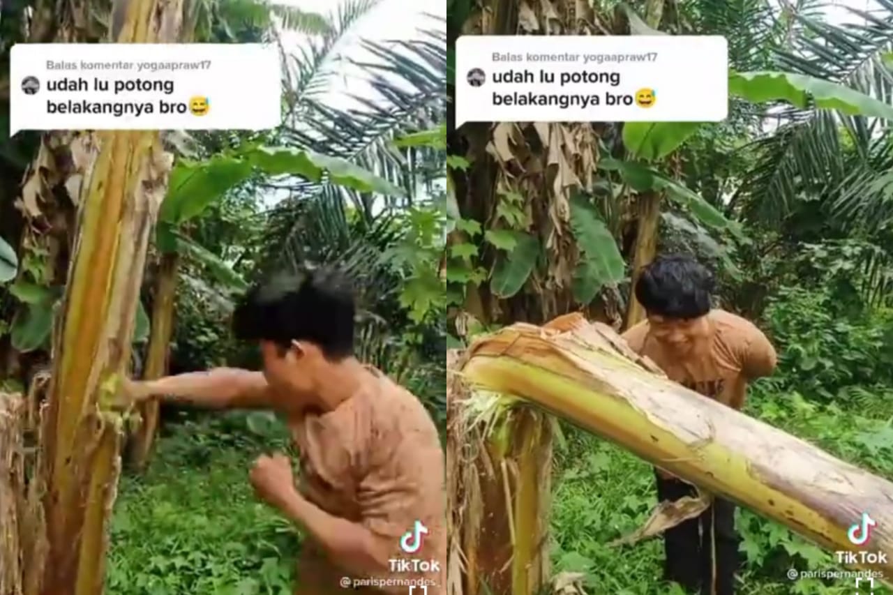 Heboh! Video 'Salam dari Binjai' Pukuli Pohon Pisang Bikin Geram Petani Pisang di Cianjur