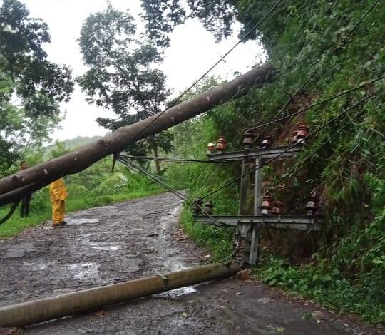 Pohon Tumbang Bikin Putus Kabel PLN, Listrik Sejumlah Desa di Sukaresmi Padam 3 Jam